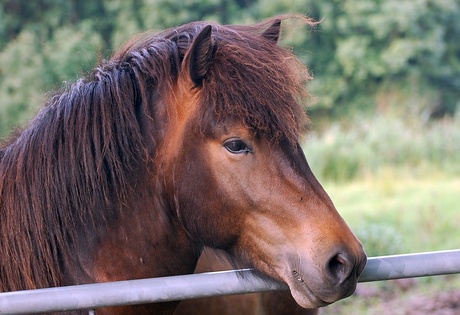 een paard