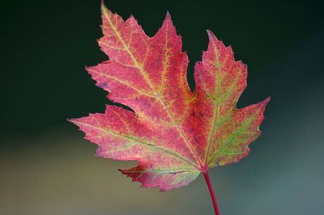 Herfstblad - versie 2.jpg