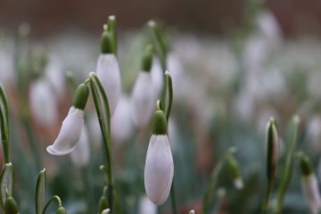 sneeuwklokje