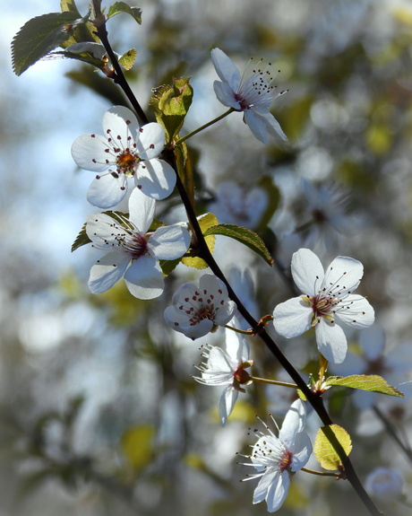 De lente gaat zijn gang