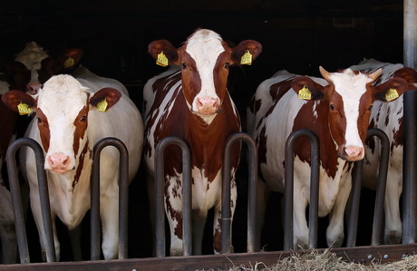 Dieren serie 166. Koeien.