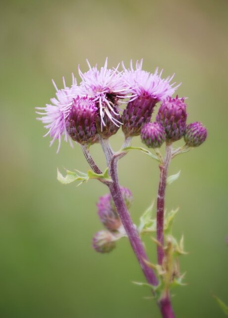 Distel