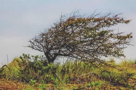 Duinen Wassenaar 2