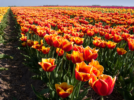 Tulpen in Texel