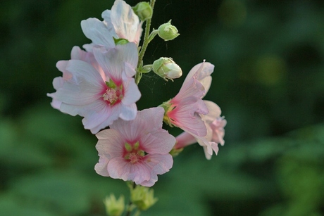 lavatera