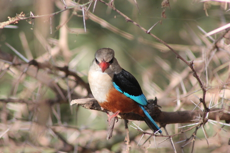 Vogel in Tanzania