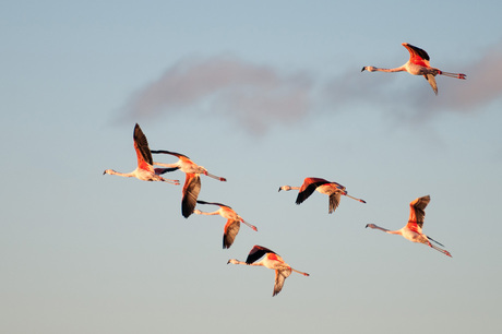 Flying flamingos.jpg