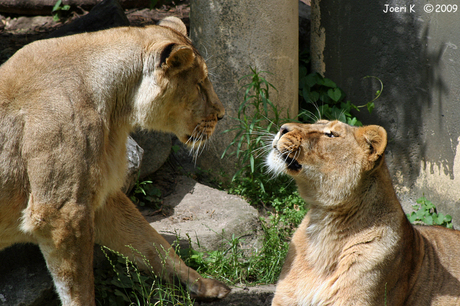 Leeuwen in Blijdorp