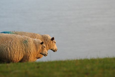 Duo schapen