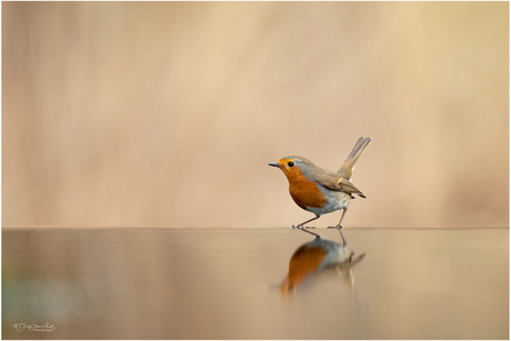 Reflectie op het randje