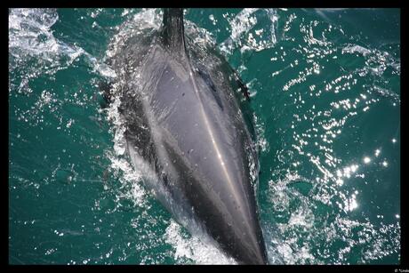 Blackcat dolphin @ New Zealand