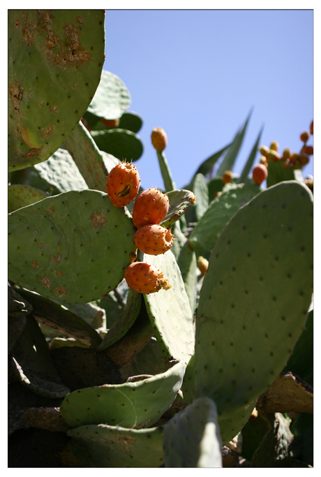 Cactus