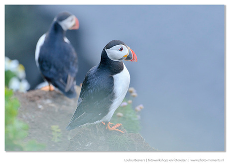 On puffin watch