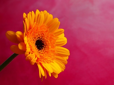 Gerbera