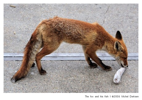 The fox and his fish