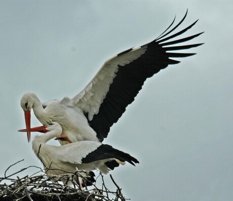 Ooivaars doen het hoog!