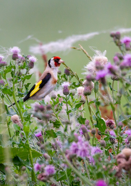 putter op distel