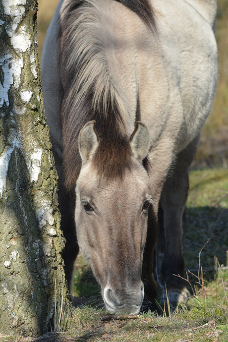 Konikpaard