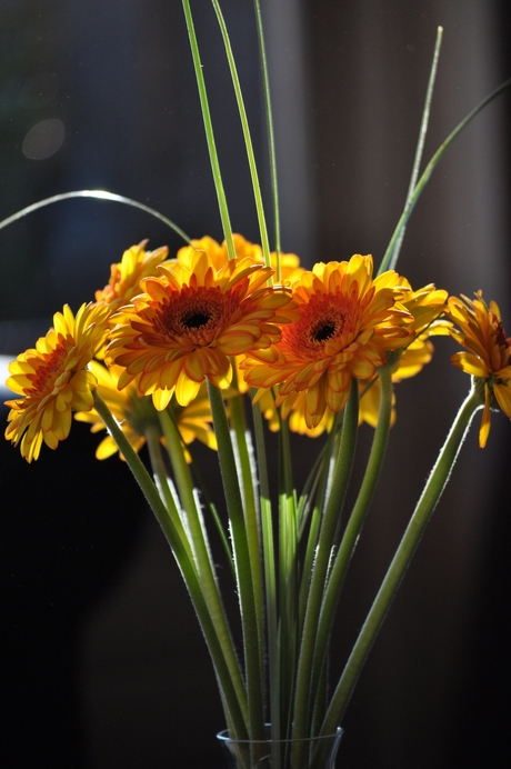 Gerbera I