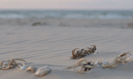 De zee geeft, de zee neemt.....