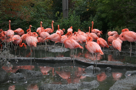 Flamingo's