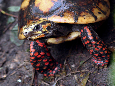 Schildpad Suriname