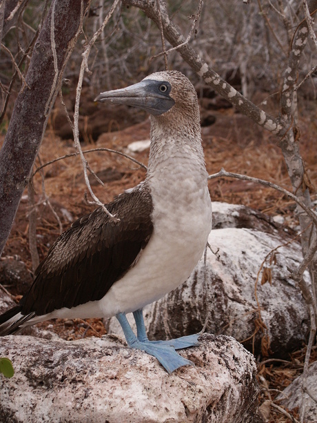 Blue footed booby