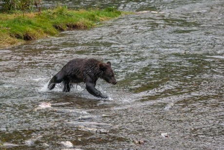 jonge grizzly op zalmjacht