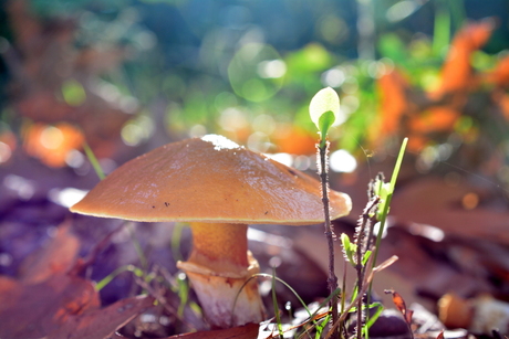 Herfst paddenstoel in zonlicht