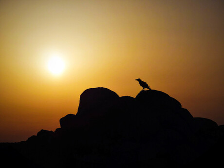 Bird watching sunset Sardegna