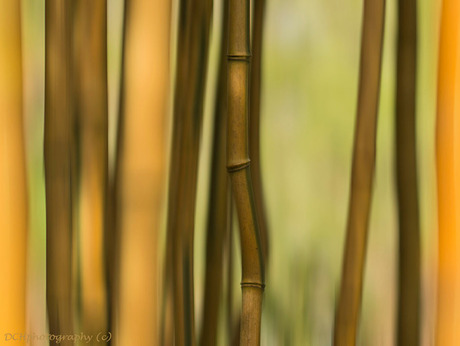 Dancing bamboo