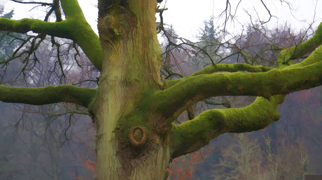 Natuurlijkschoon