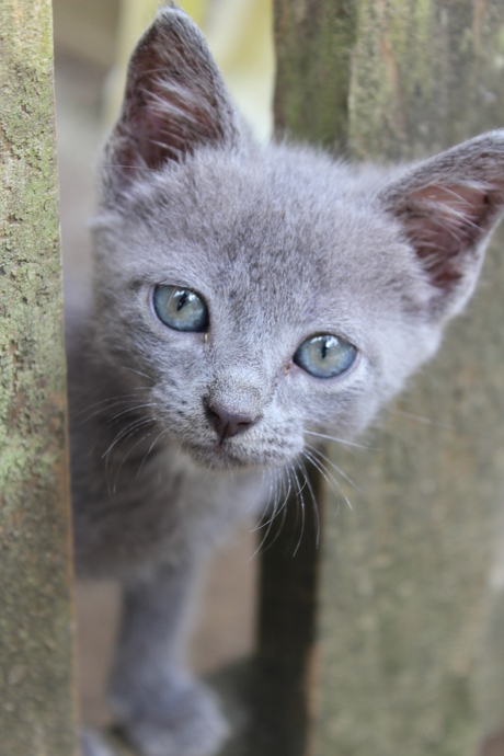 Kitten in Costa Rica.