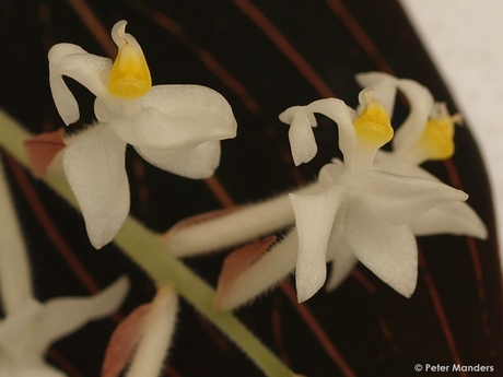 Ludisia discolor