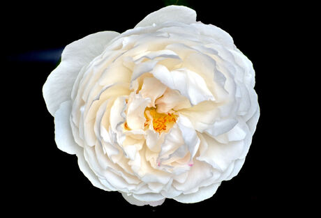 Rosa "Winchester Cathedral"