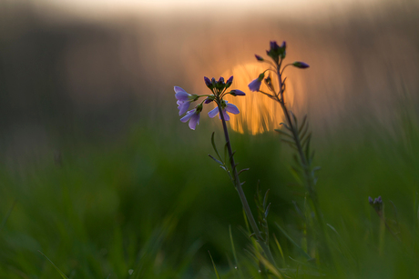 Pinksterbloemen 2015