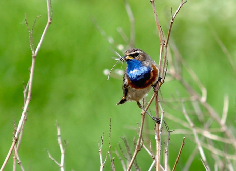 Blauwborst