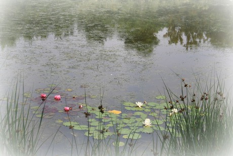 Monet in het Nollebos ( Vlissingen )