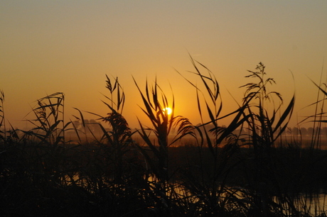 zonsopgang door het gras