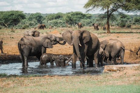 Olifanten Botswana