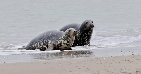 Grijze Zeehonden