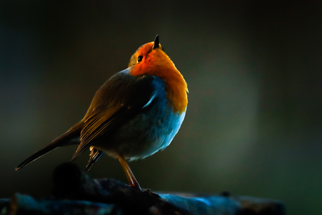 Roodborst in de ochtend