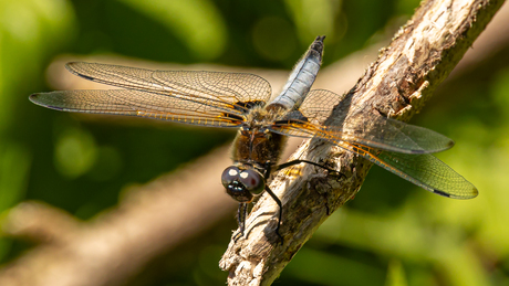 Libelle