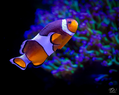 Clowns Anemoonvis (Nemo)