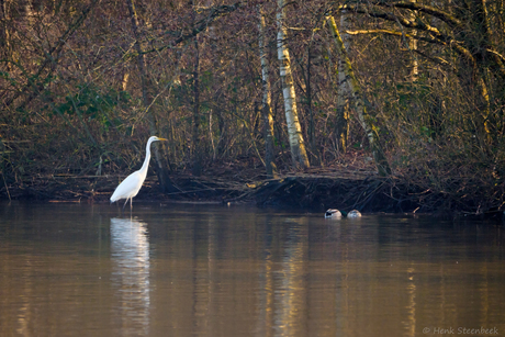 Zilverreiger in de jungle