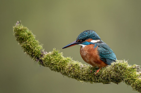 Kingfisher