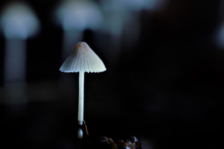 Graskleefsteelmycena   ( Mycena epipterygia )