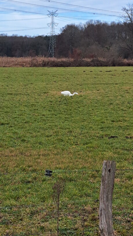 Grote oosterse witte reiger 