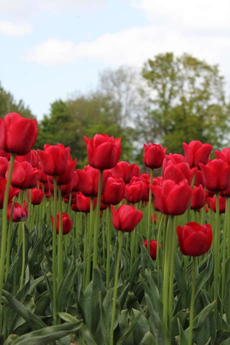 Red tulips