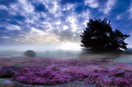 Nog wat magical paarsigheid